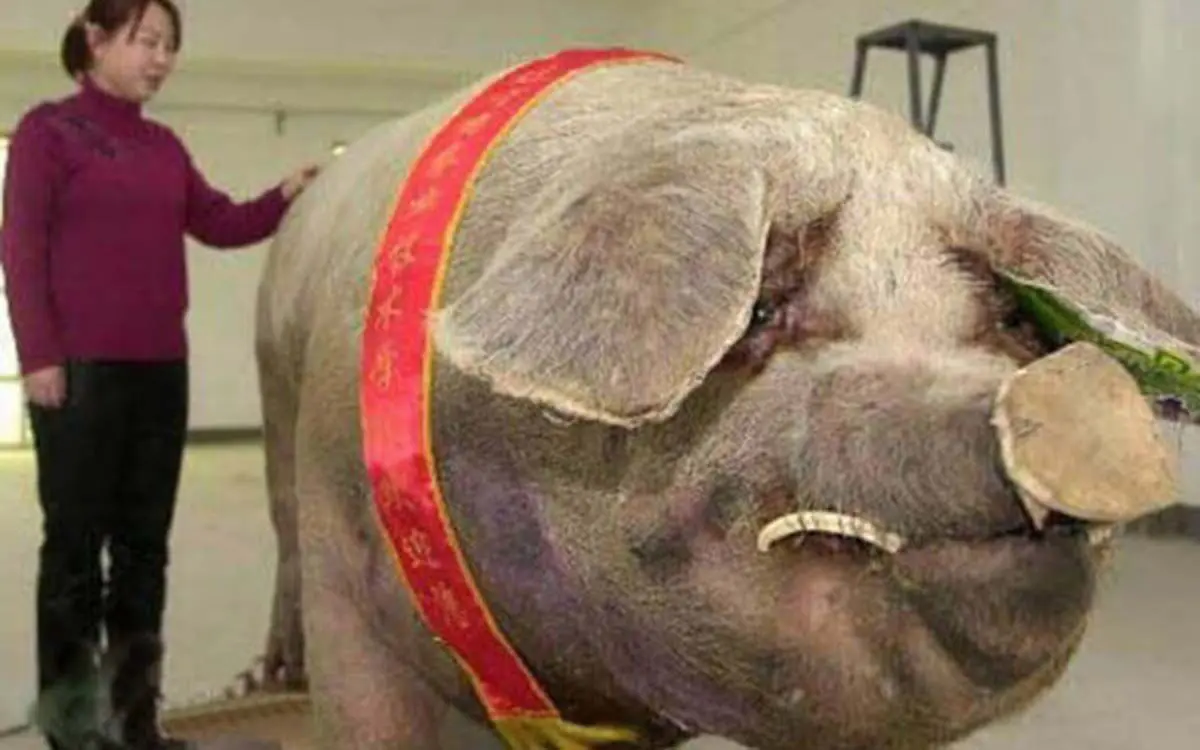 pig-20767