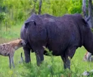 بدایع حیات وحش / تلاش مضحک درندگان کوچک برای بلع طعمه‌ای که گلو را پاره می‌کند