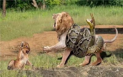 جذابیت های حیات وحش؛ مار چهار ستون بدن شیر به لرزه درآود