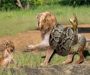 جذابیت های حیات وحش؛ مار چهار ستون بدن شیر به لرزه درآود