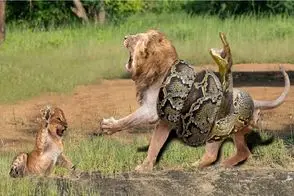 جذابیت های حیات وحش؛ مار چهار ستون بدن شیر به لرزه درآود