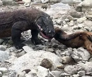 مستند حیات وحش؛ بز نحیف خودش رو دودستی تقدیم کومودو چاق کرد