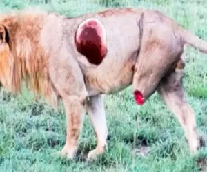 مستند حیات وحش / شیر طعمه را کم شمرد چوب غرور کاذبش را خورد