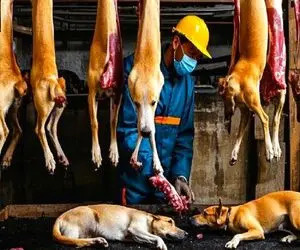 کباب سگ؛ تو کارگاه از 10میلیون سگ جفتگیری میکنن گردن میزنن اسلایس شده میفروشن