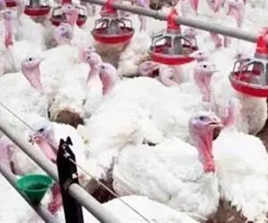 تا به حال میلیون ها بوقلمون رو یک جا دیده اید؟ فرآوری بوقلمون از جوجه تا سلاخی