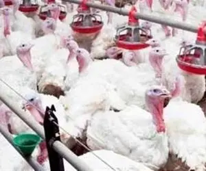 تا به حال میلیون ها بوقلمون رو یک جا دیده اید؟ فرآوری بوقلمون از جوجه تا سلاخی