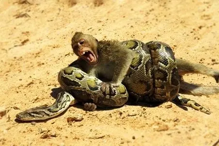 مستند حیات وحش/ نبرد مار و میمون