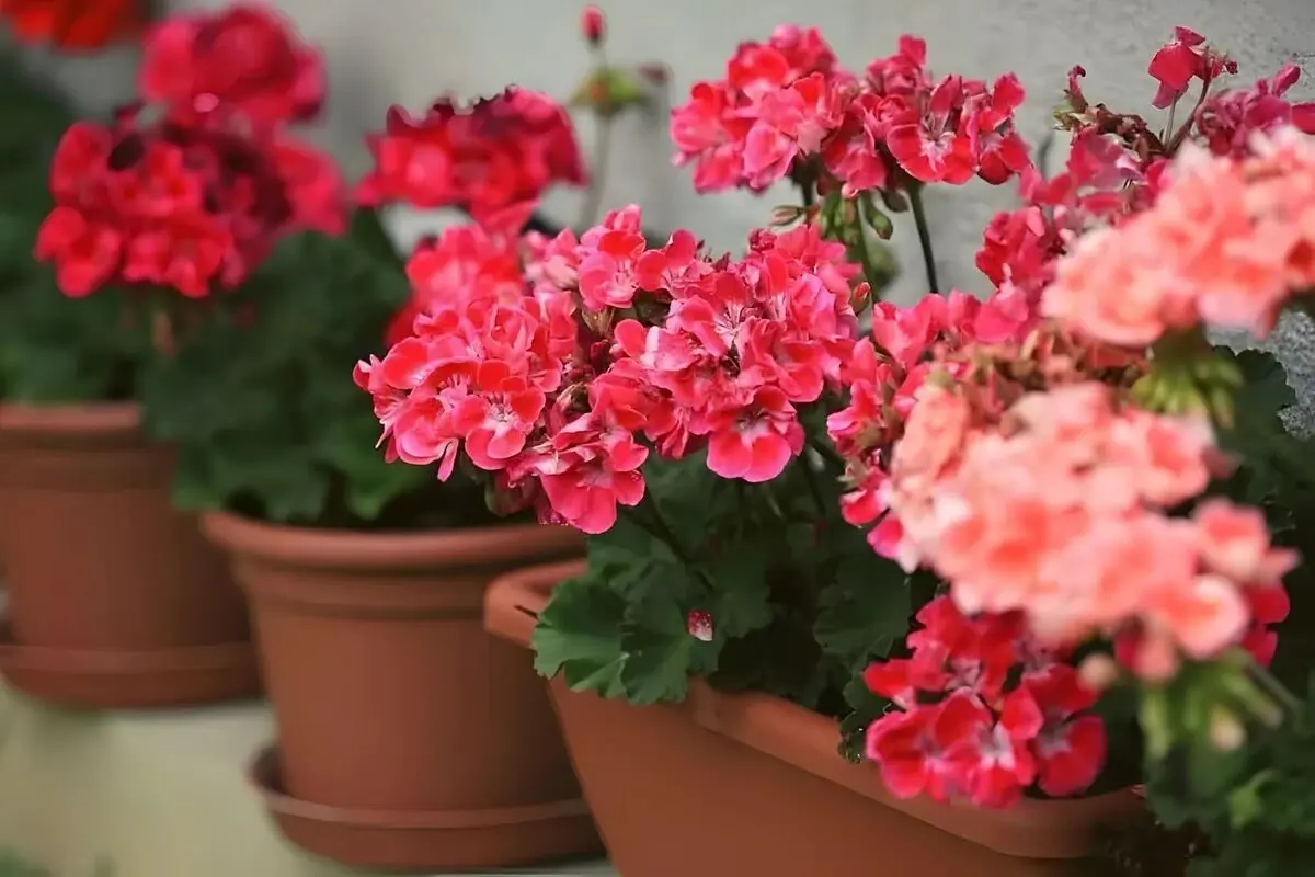 Geranium-Care-7