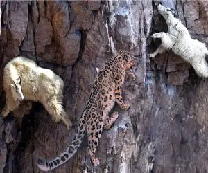 مستند حیات وحش؛ پلنگ برای شکار بز جاذبه رو میزاره زیر پاش