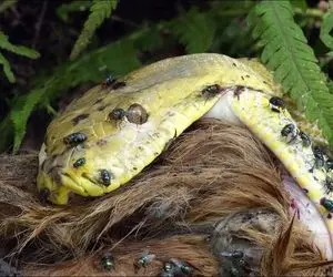 بدایع حیات وحش؛ پیتون غول بزغاله رو با مگسای دورش یهویی قورت داد دهش پاره شد