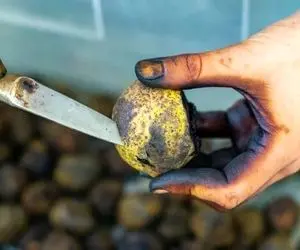 ترفندهای خانگی؛ بهترین روش شکستن گردو که خیلی خوشگل و آسون یه مغز درسته تحویل میگیری