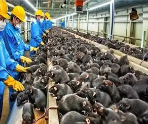 فرآوری موش؛ موش چرک رو بعد چله شدن میکشن به سیخ واسه شکم چرونی