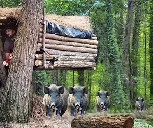 معماری خلاقانه؛ آقاهه برای اینکه از حمله گراز در امان باشه رو درخت یه کلبه باریک ساخت