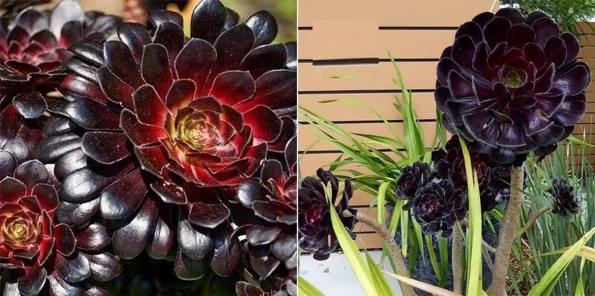 گیاهان دارای برگ بنفش