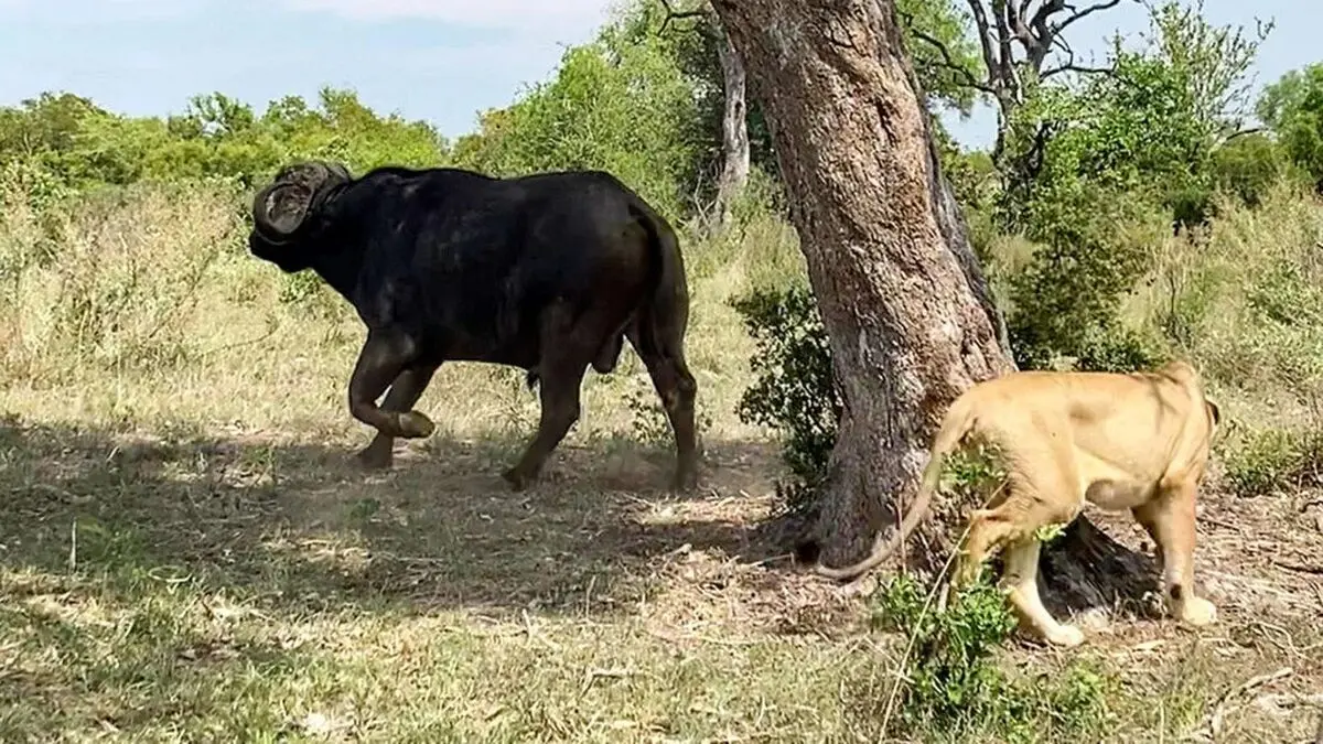Clever-Lioness-Outsmarts-A-Buffalo-10-1024x576-ezgif.com-webp-to-jpg-converter (1)