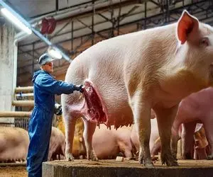 فرآوری خوک؛ شکم خوک قلمبه حرومی با سنگ فرز سوراخ کرد رودشو چرخ کرد کالباس شه