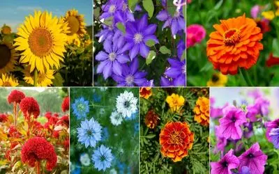 گیاهان گلدار باغچه ای برای بهار / اگه تا عید یه حیاط رویایی میخوای اینا رو الان بکار