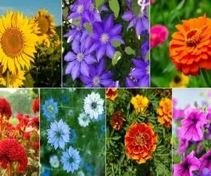 گیاهان گلدار باغچه ای برای بهار / اگه تا عید یه حیاط رویایی میخوای اینا رو الان بکار