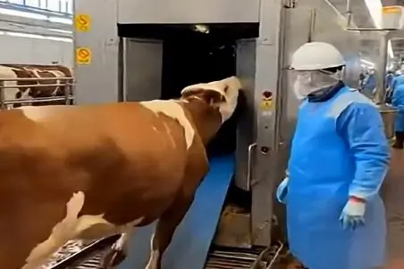 دامداری نوین؛ گاو بخت برگشته با میل و رغبت خودش رفت تو دستگاه نصف شد