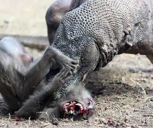 جذابیت‌های حیات وحش؛ کومودو سفاک میمونو گاز میزنه ولی زنده میمونه فرار میکنه