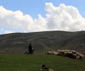 چالشی بزرگ در کمین عشایر و دامپروران البرزی