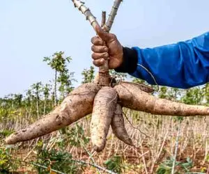 مستند کشاورزی / رازهای بهره‌برداری از پتانسیل غذایی و تجاری کاساوای پرسود 