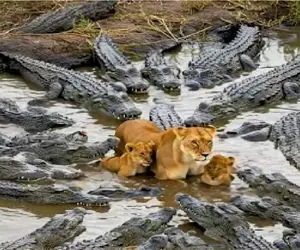 مستند حیات وحش / عناد بیدادگرانه شیر و تمساح روی مرداب برای بقا