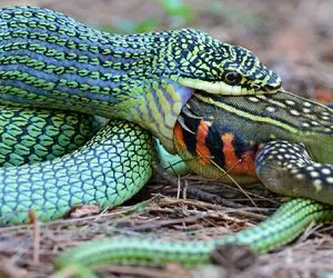 از جذابیت‌های حیات وحش؛ مار شریر قورباغشو قورت داد حالا تو شکمش دست و پا میزنه