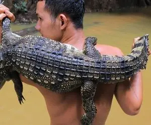 کباب تمساح؛ گشنه هایی که به تمساح هم رحم نکردن بیرحمانه سرشو بریدنو درسته بریون کردنش