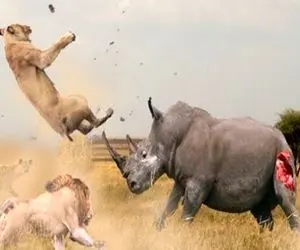 بدایع حیات وحش؛ شیر شریر دندون تیزکرد واسه بچه کرگدن مادرش هم شیرو جرواجر کرد