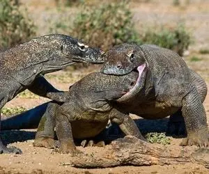 بدایع حیات وحش؛ کومودو داره میخوره ناغافل یه اژدها دیگه شروع کرد به خوردن اون