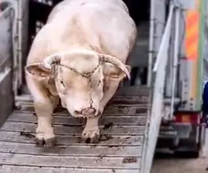 فراوری گاو؛ گاوهای باورنکردنی که بیش 1000 کیلو هستن و فقط باید سوار تریلی بشن