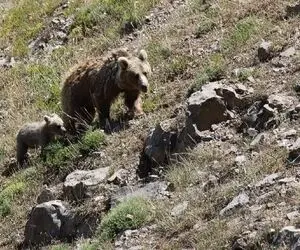 حضور خرس قهوه‌ای کنار کوهنوردان در قله سبلان