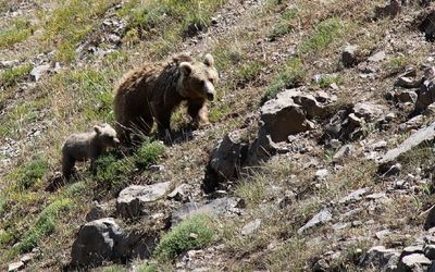 حضور خرس قهوه‌ای کنار کوهنوردان در قله سبلان