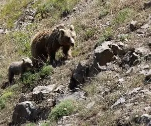 حضور خرس قهوه‌ای کنار کوهنوردان در قله سبلان