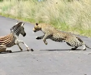 از جذابیت های حیات وحش؛ پلنگ نر در پی شامی حاضری به نام گورخر کوچک