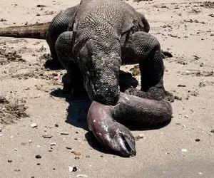 بدایع حیات وحش؛ اژدهای کومودو مار ماهی دراز تر از خودش رو عین ماکاونی هورت میکشه 