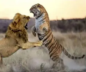 مستند حیات وحش؛ نبرد بقا میان درنده خویان