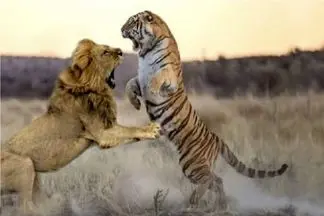 مستند حیات وحش؛ نبرد بقا میان درنده خویان
