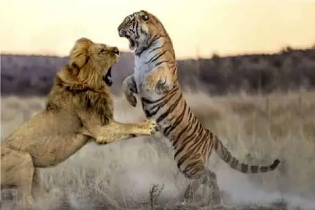 مستند حیات وحش؛ نبرد بقا میان درنده خویان