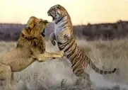مستند حیات وحش؛ نبرد بقا میان درنده خویان
