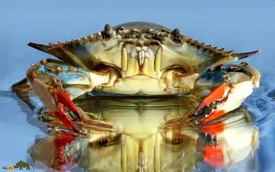 مستند کشاورزی / 3میلیون خرچنگ زمین کشاورزی را نجات داد و اقتصاد را شکوفا کرد