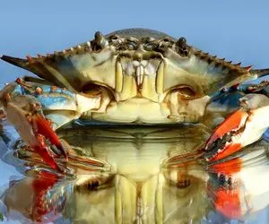 مستند کشاورزی / 3میلیون خرچنگ زمین کشاورزی را نجات داد و اقتصاد را شکوفا کرد