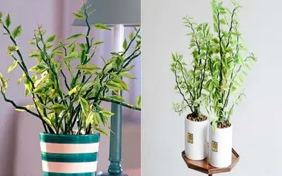 سیر تا پیاز نگهداری و نجات گیاه پدیلانتوس از ریزش و خشکی برگ /۶ قاتل خاموش را بشناسید