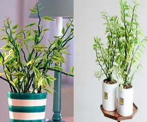 سیر تا پیاز نگهداری و نجات گیاه پدیلانتوس از ریزش و خشکی برگ /۶ قاتل خاموش را بشناسید