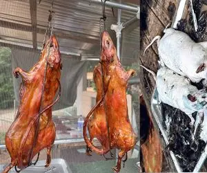 غذای چندش؛ موی موش‌های چرک کپل و با تیغ میتراشه و بیفتکش که کرد کبابیش میکنه