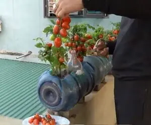 کشاورزی خلاقانه؛ با این روش تو بطری های بزرگ آب معدنی گوجه فرنگی بکار محشر میشه