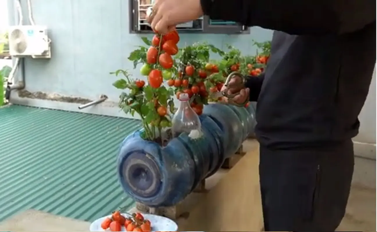 کشاورزی خلاقانه؛ با این روش تو بطری های بزرگ آب معدنی گوجه فرنگی بکار محشر میشه