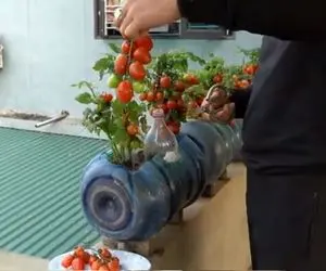 کشاورزی خلاقانه؛ با این روش تو بطری های بزرگ آب معدنی گوجه فرنگی بکار محشر میشه