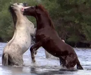 مستند حیات وحش؛ اسب های وحشی تو خنکای آب رودخانه چه شیطونی می کنن